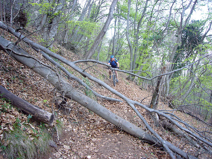 Immer wieder umgest&uuml;rzte B&auml;ume