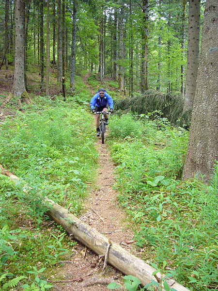Immer liegt ein Baum im Weg