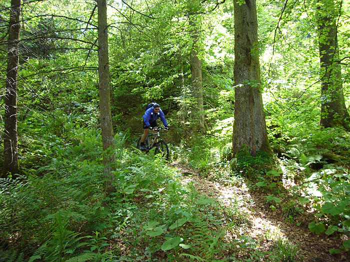Wieder durch den Wald nach unten