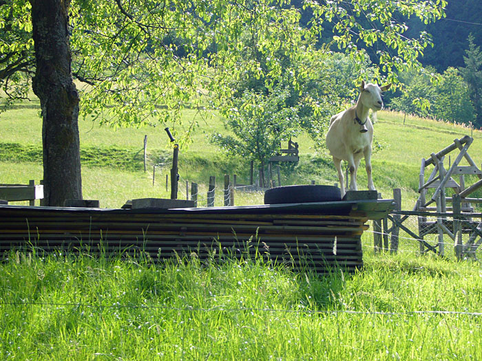 Der hat uns angemeckert - ausgelacht? ;-)