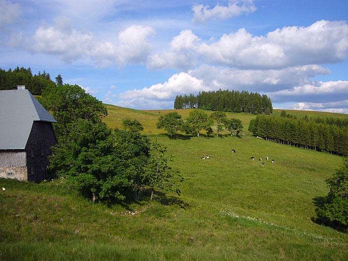 Alm auf 1000 Meter H&ouml;he