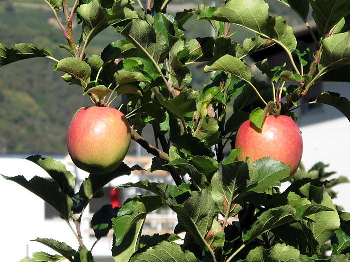 Leckere Früchte