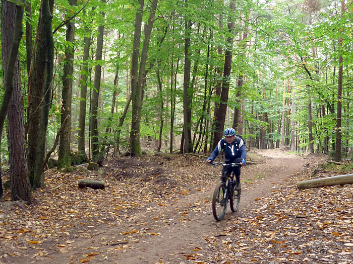 Das Bl&auml;tterdach sch&uuml;tzt auch vor dem Regen