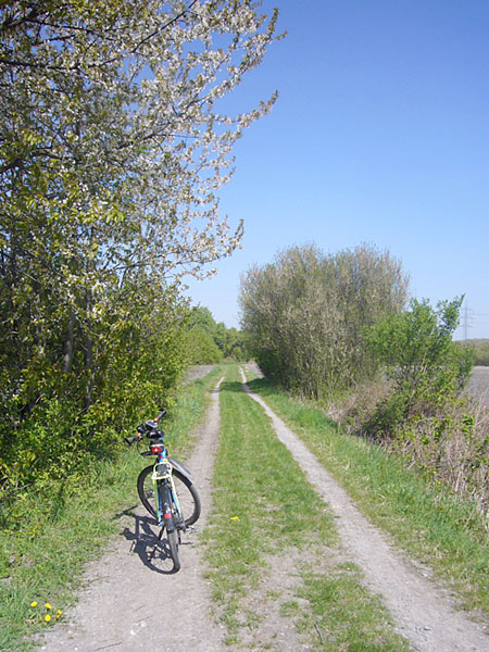 Feldweg bei den Rheinauen