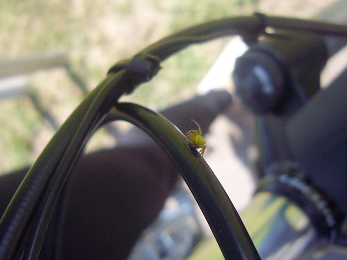 Wer zu langsam f&auml;hrt, wird Opfer der Spinnen ;-)