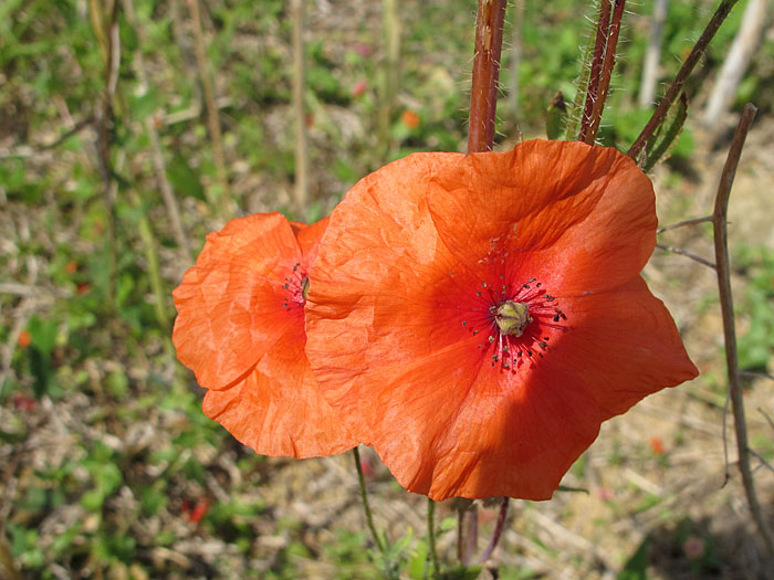 ... aufs Feld mit Mohnblumen