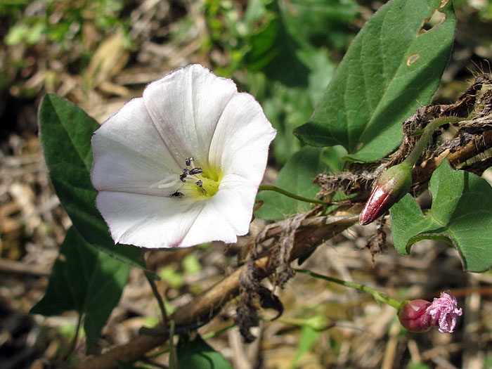 Gew&ouml;hnliche Zaunwinde (Calytegia sepium)