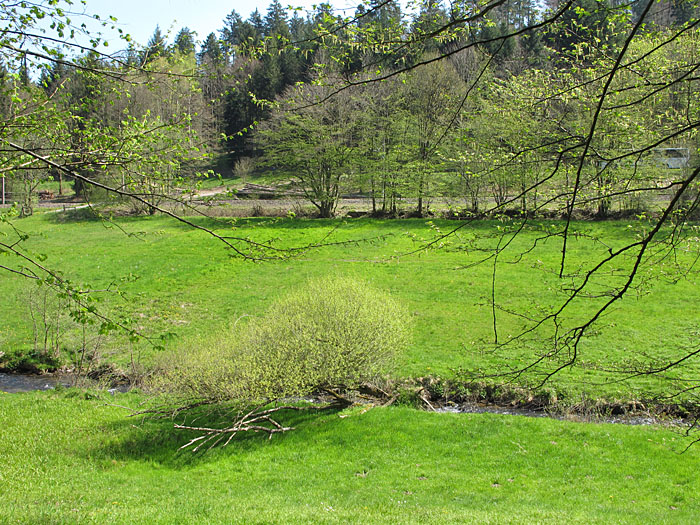 Die Alb flie&szlig;t durch gr&uuml;ne Wiesen