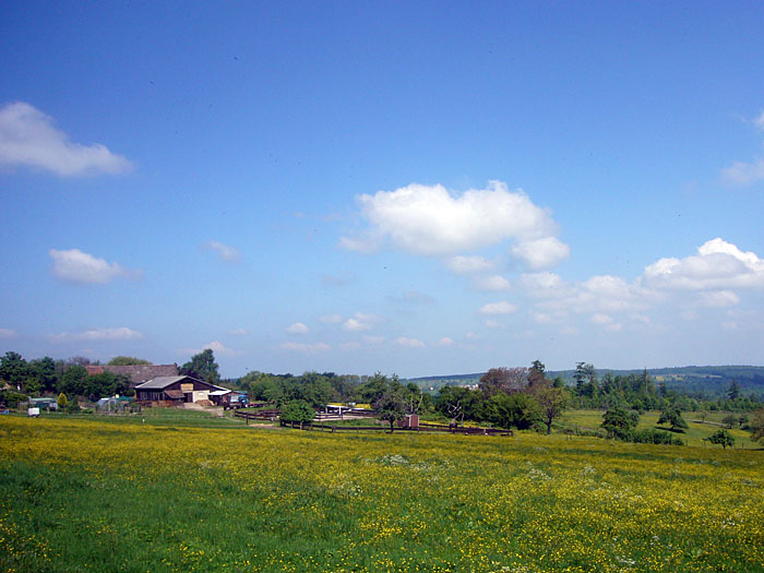 Bl&uuml;hende Wiesen