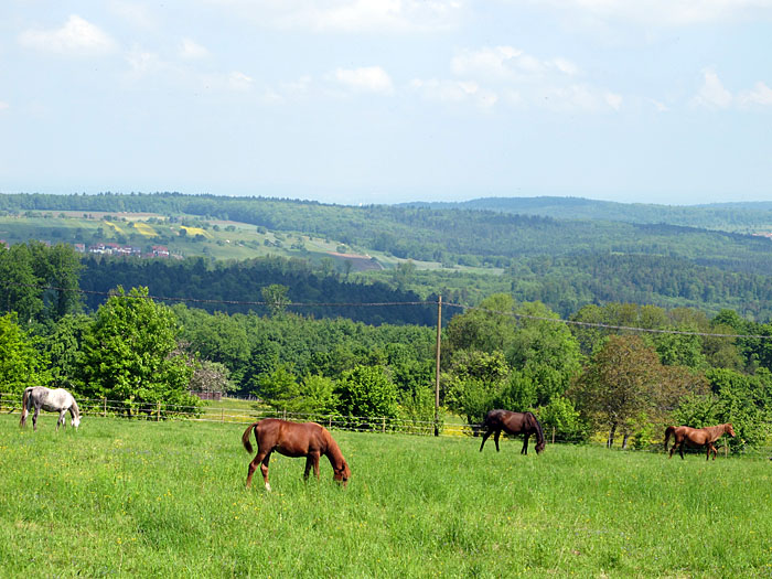 Pferde bei Mittelberg