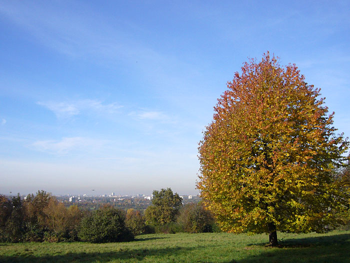Herbstlicher Baum, im Hintergrund Karlsruhe