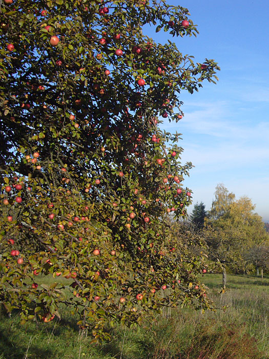 Sch&ouml;ner Apfelbaum ...