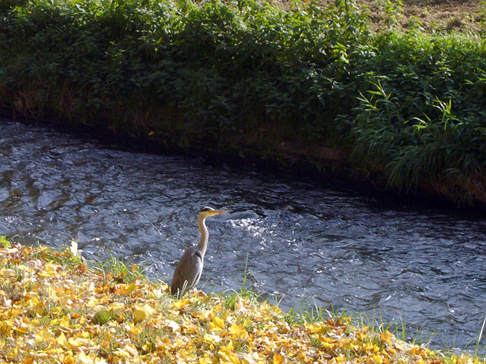 Reiher beim Fischfang