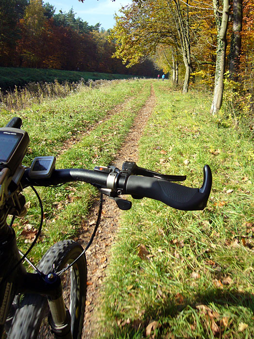 "Forstautobahn" im Hardwald