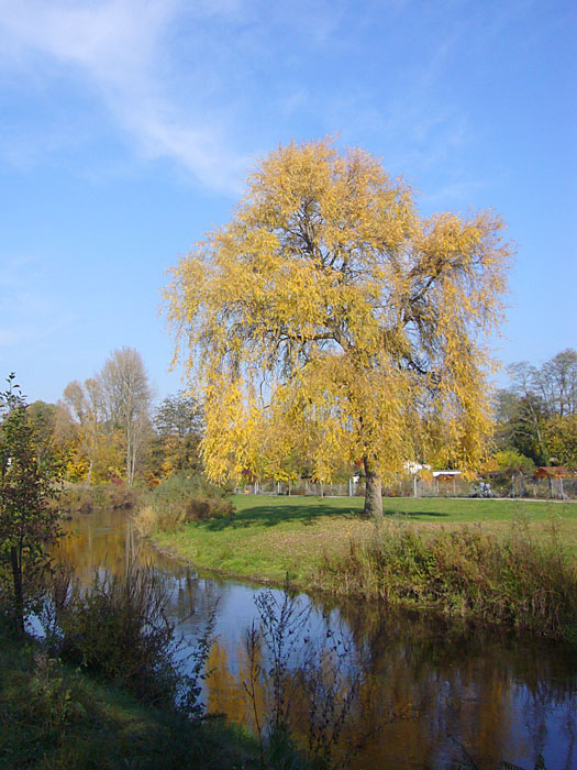 Herbstliche Weide an der Alb