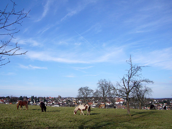 Pferdekoppel vor Burbach