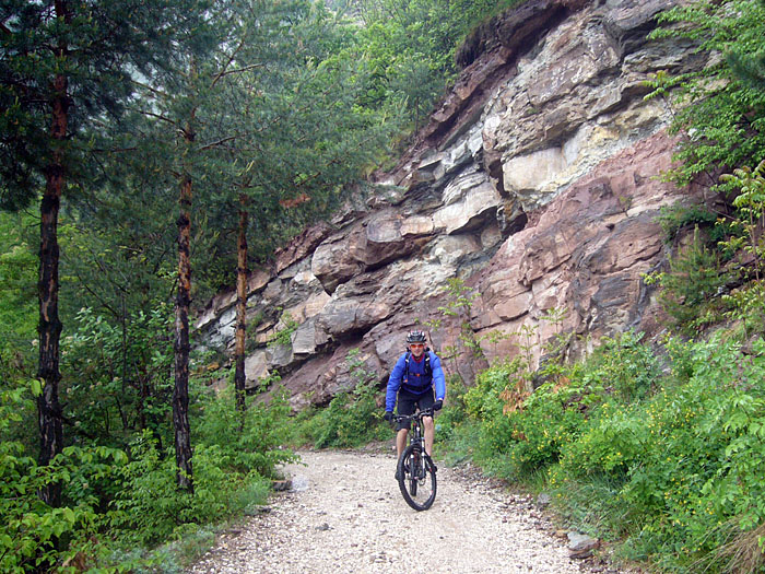 Björn im Südtiroler Dschungel ;-)