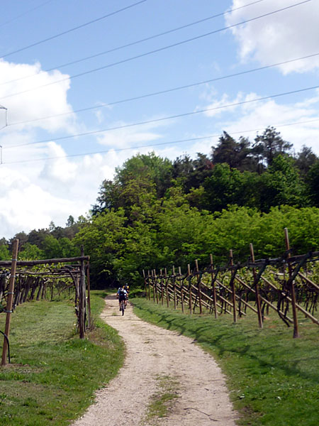 Durch die Weinberge in den Montiggler Wald