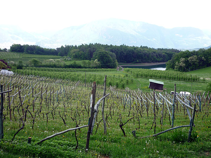 Weinberge, Teich und Gewitterwolken