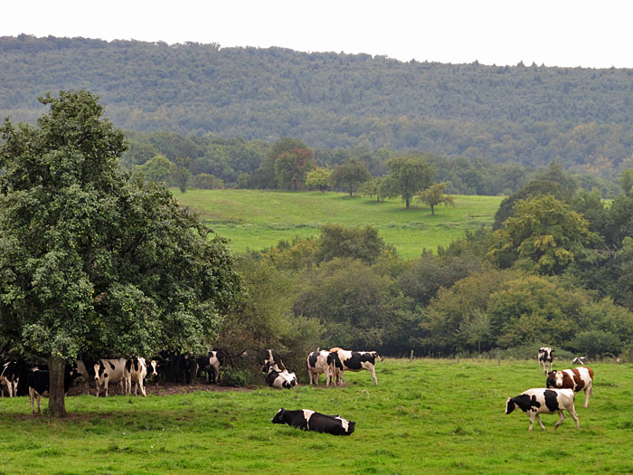 Die K&uuml;he sammeln sich schon unter einem Baum