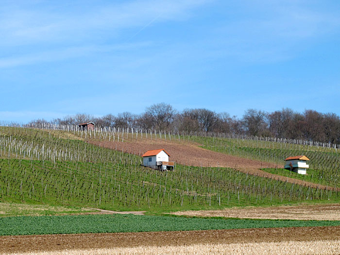... gibt es Weinberge ...