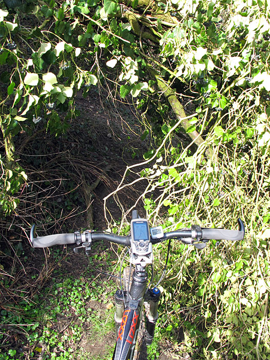 ... wird durch einen umgest�rzten Baum j�h gestoppt