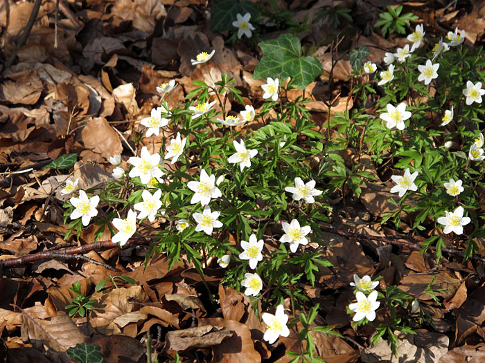 Der ganze Wald ist voller Buschwindr�schen ...