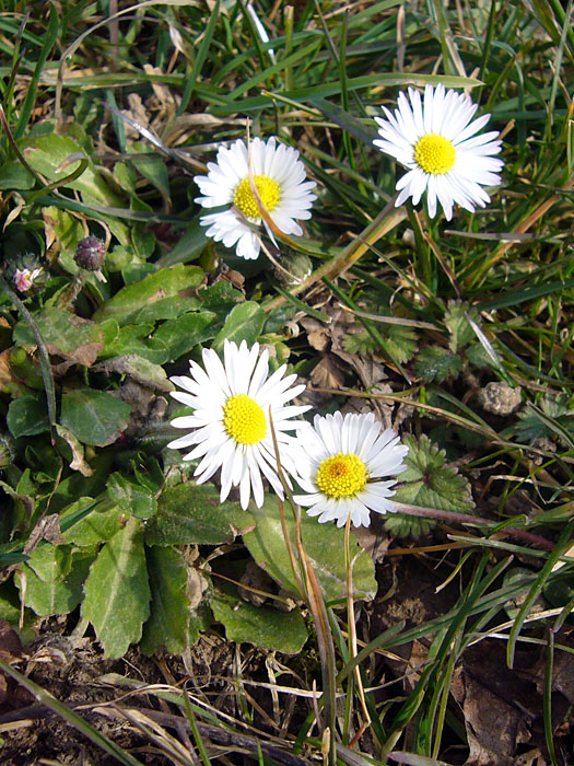 &Uuml;berall sieht man Fr&uuml;hlingsboten