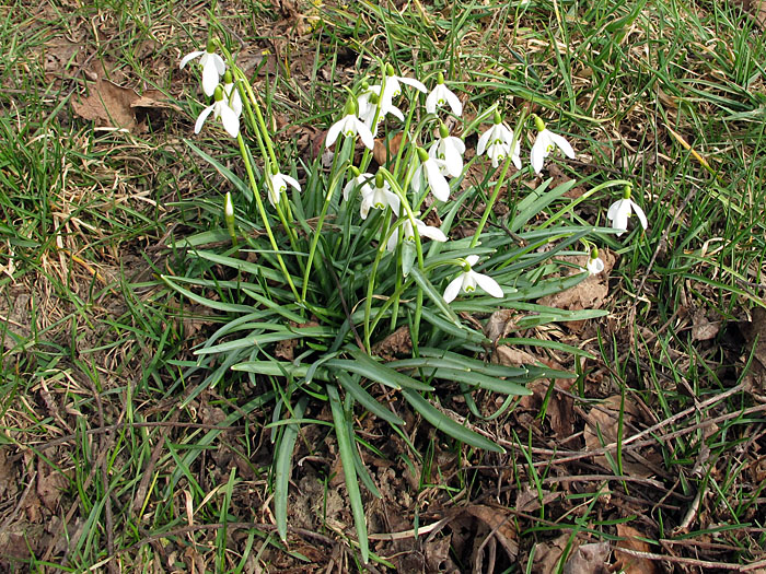 M&auml;rzenbecher sprie&szlig;en &uuml;berall am Wegesrand