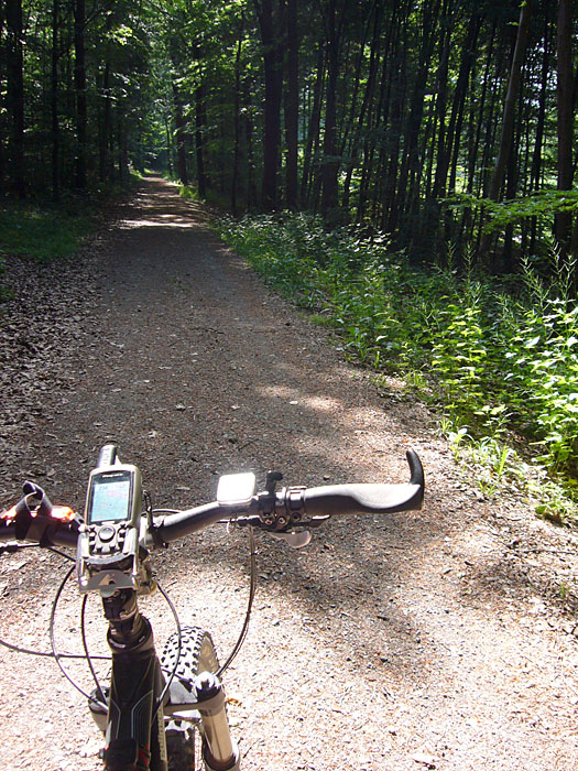 Schattige Waldwege halten den K&ouml;rper k&uuml;hl