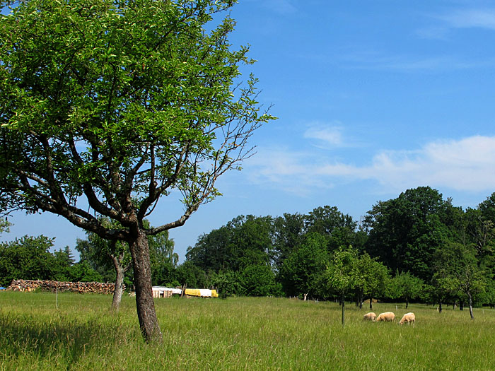 Idyllische Schafweide