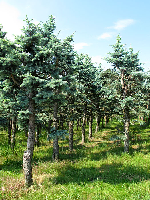 Komische B&auml;ume bei Spessart