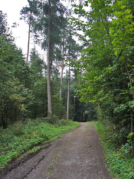 Freitags ist der Wald leer ...