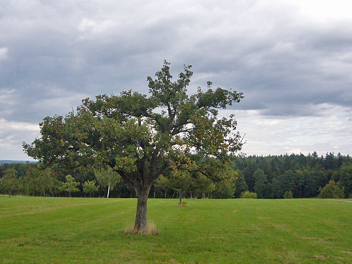 Der Herbst kommt ...
