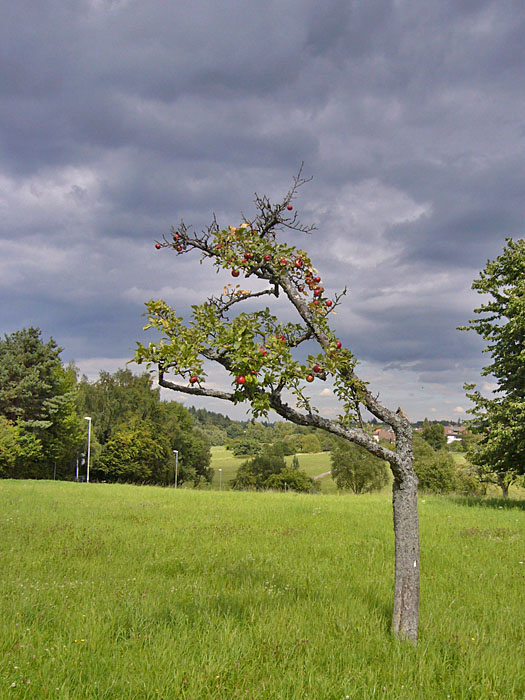 ... die &Auml;pfel ...