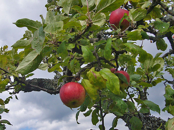 ... sind schon fast reif