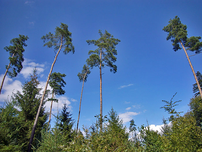 Den ganzen Sommer vermisst, das Himmelblau