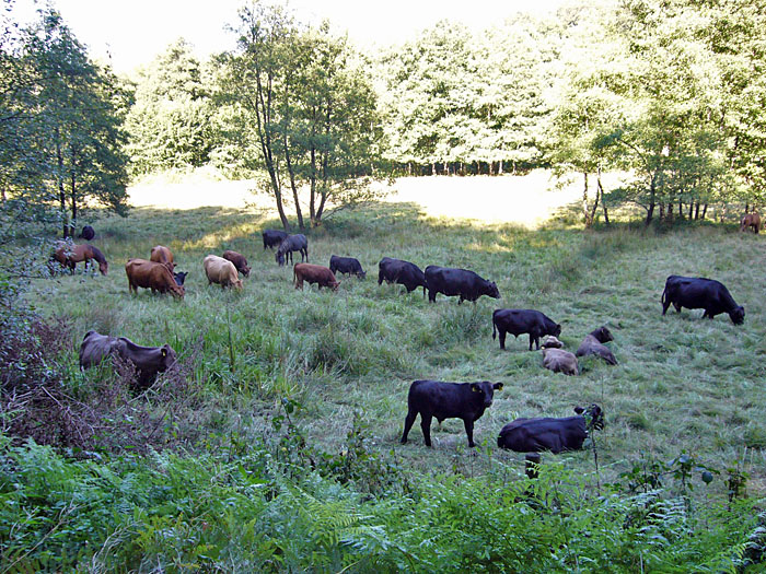 Rindviecher auf der Weide