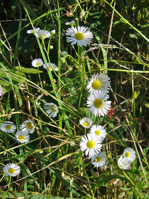 Die Blumen drehen sich in die Sonne