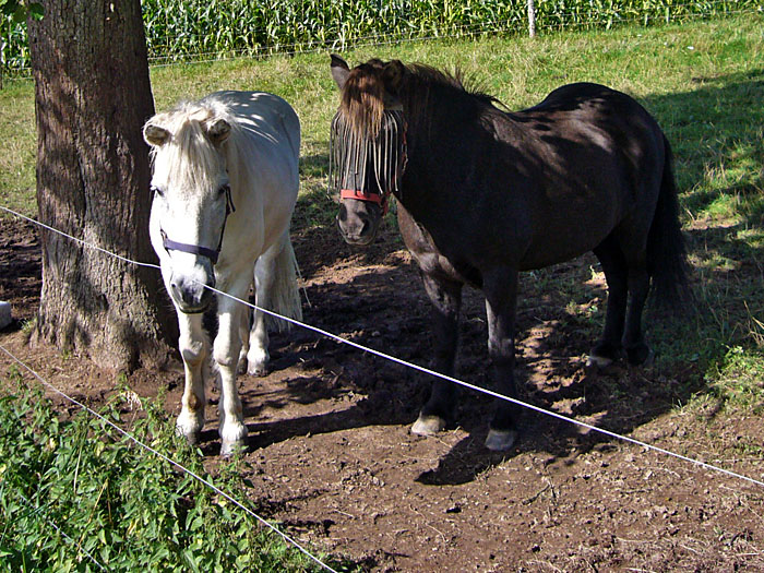 Die Zossen schauen etwas traurig aus
