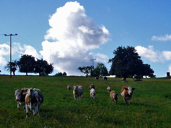K&uuml;he st&uuml;rmen auf uns zu