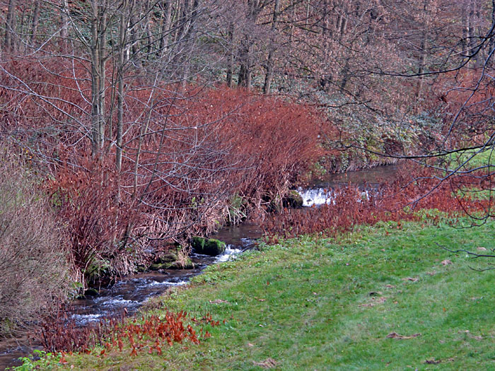 Novemberliches Braun dominiert die Natur