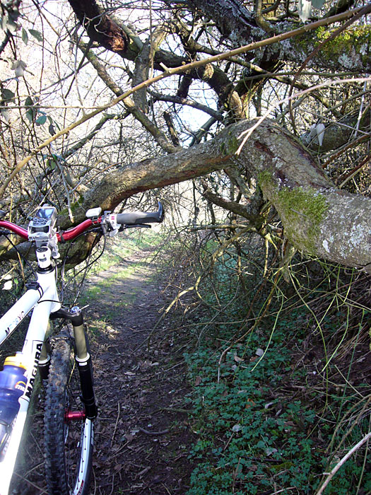Dieser Trail wurde von einem umgest�rzten Baum versperrt