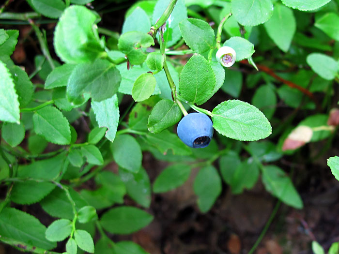 Die ersten Heidelbeeren