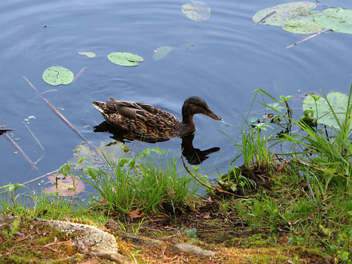 Ente gut, alles gut ;-)