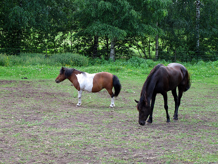 Ist der Gaul eingesunken, oder sind die Beine so kurz? ;-)