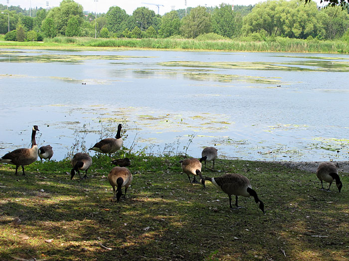 G&auml;nse gibt es haufenweise, fast eine Plage