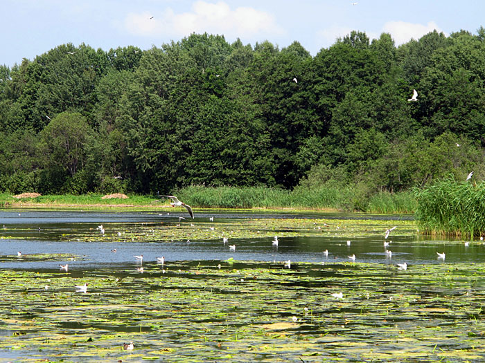 Wasserv&ouml;gel am R�stasj&ouml;nsee