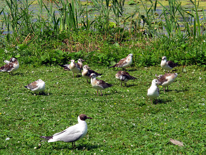 Die M&ouml;wen sind ziemlich zutraulich
