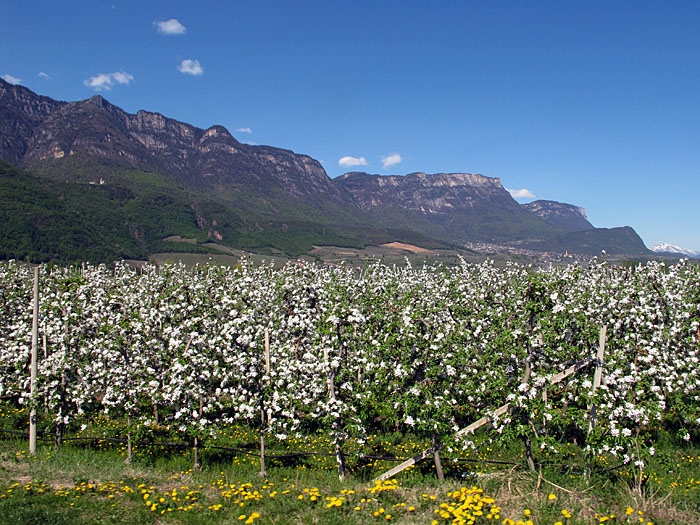 Millionen von Apfelblüten